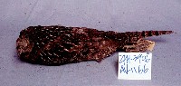 Mikado Pheasant Collection Image, Figure 3, Total 11 Figures